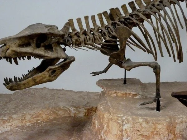campo di studio della paleontologia